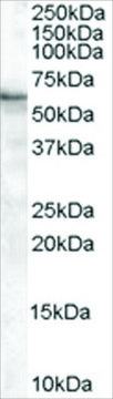 Anti-BAIAP2 (Isoform 2) antibody produced in goat affinity isolated antibody, buffered aqueous solution