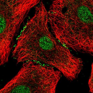 Anti-FOXA2 antibody produced in rabbit Prestige Antibodies&#174; Powered by Atlas Antibodies, affinity isolated antibody