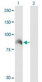 Monoclonal Anti-ARHGEF6 antibody produced in mouse clone 2E5, purified immunoglobulin, buffered aqueous solution
