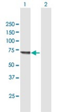 Anti-KLHL20 antibody produced in mouse purified immunoglobulin, buffered aqueous solution