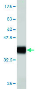 Monoclonal Anti-ADAM2 antibody produced in mouse clone 4A2, purified immunoglobulin, buffered aqueous solution