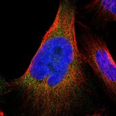 Anti-ARL6IP5 antibody produced in rabbit Prestige Antibodies&#174; Powered by Atlas Antibodies, affinity isolated antibody, buffered aqueous glycerol solution