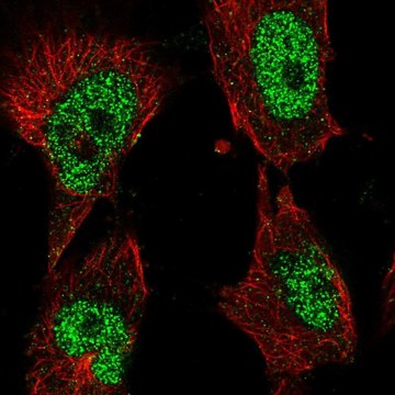 Anti-POLK antibody produced in rabbit Prestige Antibodies&#174; Powered by Atlas Antibodies, affinity isolated antibody