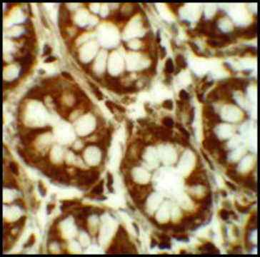 Anti-LRRFIP2 antibody produced in rabbit affinity isolated antibody