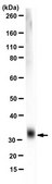 Anti-Ketohexokinase Isoform C Antibody, clone 5F1-3F5 clone 5F1-3F5, from mouse