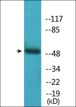 Anti-phospho-PTP1B (pSer50) antibody produced in rabbit affinity isolated antibody