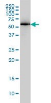 Monoclonal Anti-PRKAA1 antibody produced in mouse clone 1G4, purified immunoglobulin, buffered aqueous solution