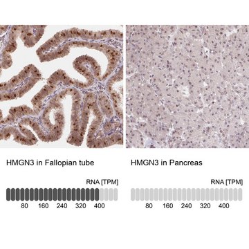 Anti-HMGN3 Prestige Antibodies&#174; Powered by Atlas Antibodies, affinity isolated antibody