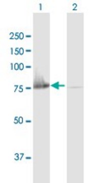 Anti-C20ORF42 antibody produced in mouse purified immunoglobulin, buffered aqueous solution