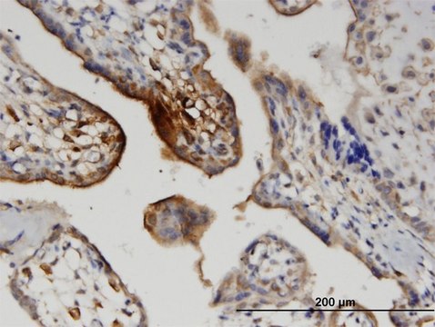 Monoclonal Anti-WNT5A antibody produced in mouse clone 3A4, purified immunoglobulin, buffered aqueous solution