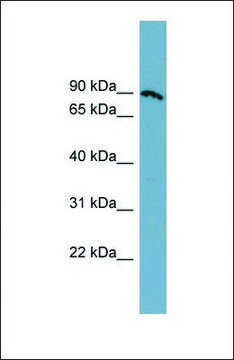 Anti-SLC6A14 antibody produced in rabbit affinity isolated antibody