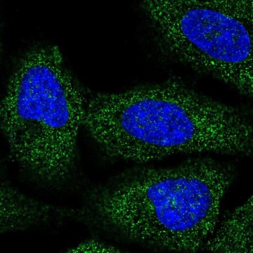 Anti-BRAP antibody produced in rabbit Prestige Antibodies&#174; Powered by Atlas Antibodies, affinity isolated antibody