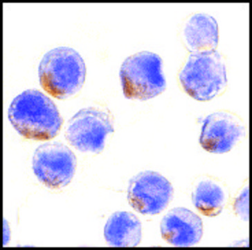 Anti-STAT1&#945; antibody produced in rabbit IgG fraction of antiserum, buffered aqueous solution