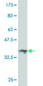 ANTI-HOXA5 antibody produced in mouse clone 3E8, purified immunoglobulin, buffered aqueous solution