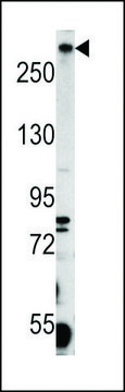 ANTI-PCM-1(C-TERMINAL) antibody produced in rabbit affinity isolated antibody, buffered aqueous solution