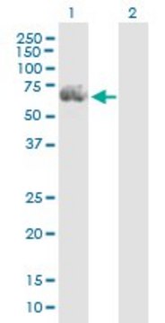 Anti-RGS14 antibody produced in mouse purified immunoglobulin, buffered aqueous solution