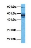 Anti-CYP46A1 antibody produced in rabbit affinity isolated antibody