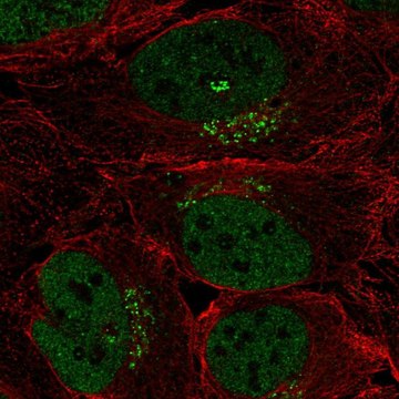 Anti-SPSB4 antibody produced in rabbit Prestige Antibodies&#174; Powered by Atlas Antibodies, affinity isolated antibody