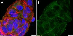 Anti-Glucagon receptor Antibody, clone 2B13 ZooMAb&#174; Rabbit Monoclonal recombinant, expressed in HEK 293 cells
