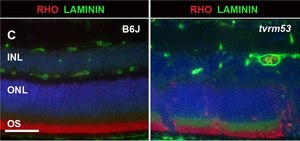 Anti-Rhodopsin Antibody, CT, last 9 amino acids, clone Rho 1D4 clone Rho 1D4, Chemicon&#174;, from mouse