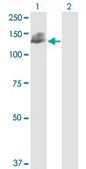 Monoclonal Anti-NCAM1 antibody produced in mouse clone 3G12, purified immunoglobulin, buffered aqueous solution