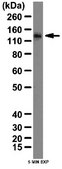 Anti-Bcl-2-associated transcription factor 1 Antibody from rabbit, purified by affinity chromatography