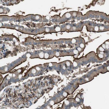 Anti-GPR161 antibody produced in rabbit Prestige Antibodies&#174; Powered by Atlas Antibodies, affinity isolated antibody, buffered aqueous glycerol solution