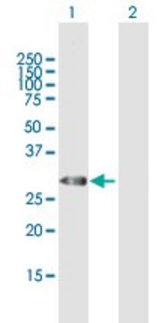 Anti-TRH antibody produced in mouse purified immunoglobulin, buffered aqueous solution