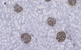Anti-Nestin Antibody, clone 8B8, ZooMAb&#174; Rabbit Monoclonal recombinant, expressed in HEK 293 cells