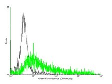 Anti-MPL antibody produced in mouse purified immunoglobulin, buffered aqueous solution