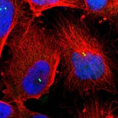 Anti-DNAL4 antibody produced in rabbit Prestige Antibodies&#174; Powered by Atlas Antibodies, affinity isolated antibody, buffered aqueous glycerol solution