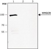 Anti-HMGCR antibody produced in rabbit ~1.0&#160;mg/mL, affinity isolated antibody