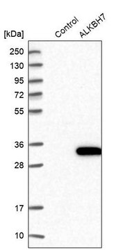 Anti-ALKBH7 antibody produced in rabbit Prestige Antibodies&#174; Powered by Atlas Antibodies, affinity isolated antibody, buffered aqueous glycerol solution