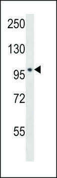 ANTI-POLN (C-TERM) antibody produced in rabbit IgG fraction of antiserum, buffered aqueous solution