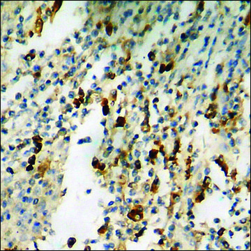 Anti-phospho-Synapsin1 (pSer605) antibody produced in rabbit affinity isolated antibody