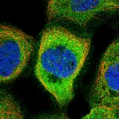 Anti-NARFL antibody produced in rabbit Prestige Antibodies&#174; Powered by Atlas Antibodies, affinity isolated antibody, buffered aqueous glycerol solution