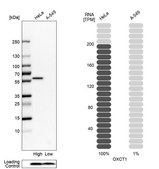 Anti-OXCT1 antibody produced in rabbit Prestige Antibodies&#174; Powered by Atlas Antibodies, affinity isolated antibody, buffered aqueous glycerol solution