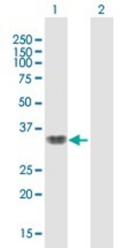 Anti-SMAD9 antibody produced in mouse purified immunoglobulin, buffered aqueous solution