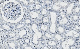 Anti-WWP2 Antibody, clone 1C18 ZooMAb&#174; Rabbit Monoclonal recombinant, expressed in HEK 293 cells