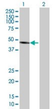 Anti-ALLC antibody produced in mouse purified immunoglobulin, buffered aqueous solution