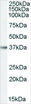 Anti-IL12B/IL12P40 (AB1) antibody produced in goat affinity isolated antibody, buffered aqueous solution