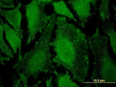 Monoclonal Anti-PPP2R5D, (C-terminal) antibody produced in mouse clone 1A3, purified immunoglobulin, buffered aqueous solution