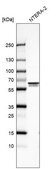 Anti-UPF3B antibody produced in rabbit Prestige Antibodies&#174; Powered by Atlas Antibodies, affinity isolated antibody