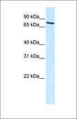 Anti-SLCO2B1 antibody produced in rabbit affinity isolated antibody
