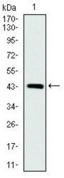 Monoclonal Anti-SOX9 antibody produced in mouse clone 1B11, purified immunoglobulin, buffered aqueous solution