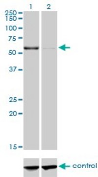 Monoclonal Anti-CPNE1 antibody produced in mouse clone 8B8, purified immunoglobulin, buffered aqueous solution