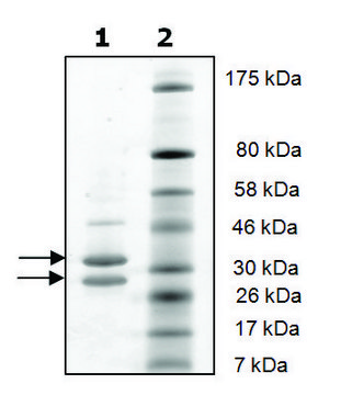 CDK4/Cyclin D1 active human recombinant, expressed in baculovirus infected Sf9 cells, &#8805;90% (SDS-PAGE)