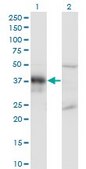 Monoclonal Anti-DLX3 antibody produced in mouse clone 3B8, purified immunoglobulin, buffered aqueous solution