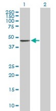 Anti-PCYT1B antibody produced in mouse purified immunoglobulin, buffered aqueous solution