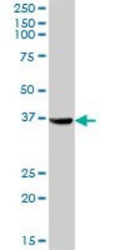 Anti-AKR1C4 antibody produced in mouse purified immunoglobulin, buffered aqueous solution